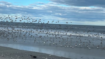 On the beach, sun-loungers