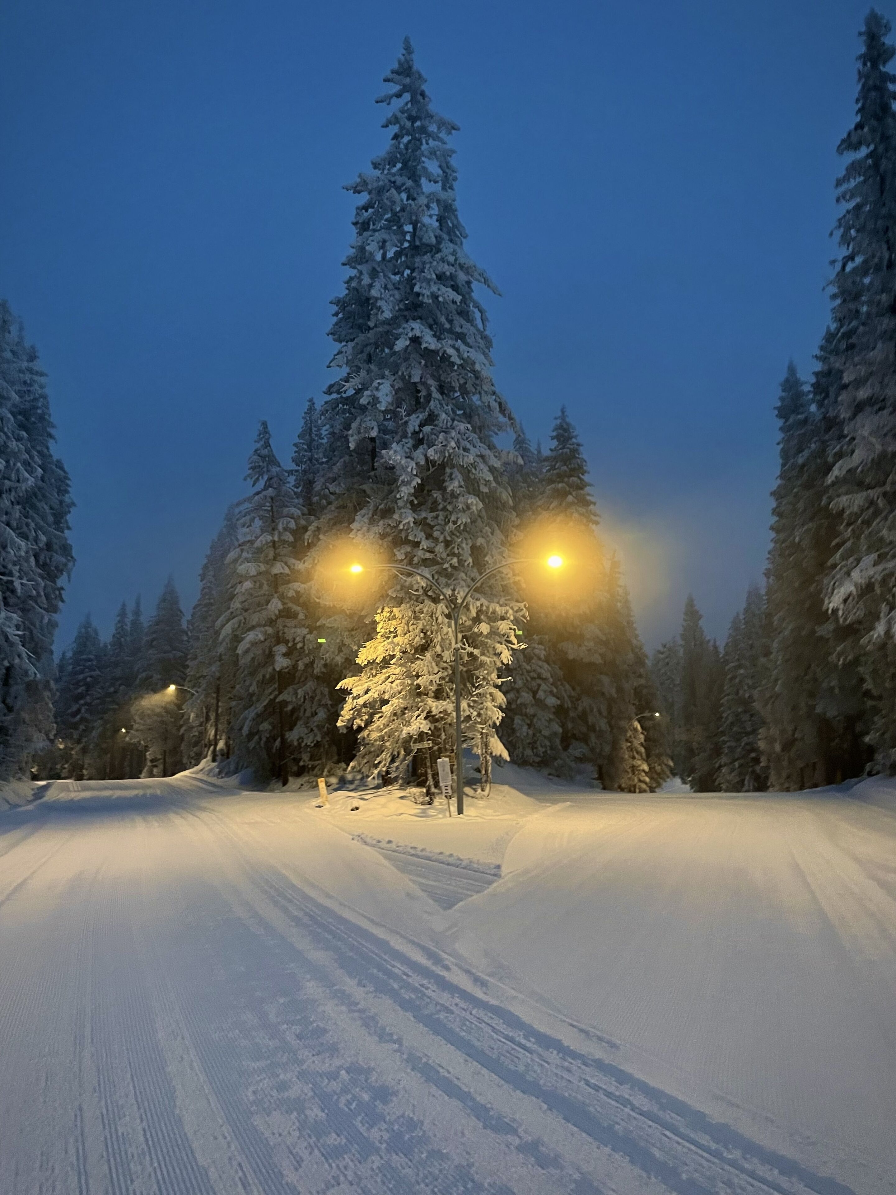 Una strada innevata fiancheggiata da alti alberi sempreverdi illuminati da lampioni.