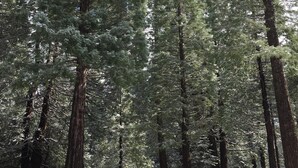Une forêt avec de grands arbres à feuilles persistantes et un banc au premier plan.