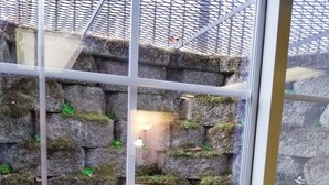 En vy genom ett fönster med en stenmur och mossbelupna stenar, och en metallgallerstruktur ovanför.