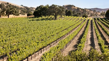 A vineyard with rows of grapevines and a building in the background.