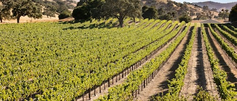 A vineyard with rows of grapevines and a building in the background.