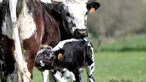 A cow with a tag and a calf, both standing in a grassy field. - Auberge du Tranchoir (Nevoy)