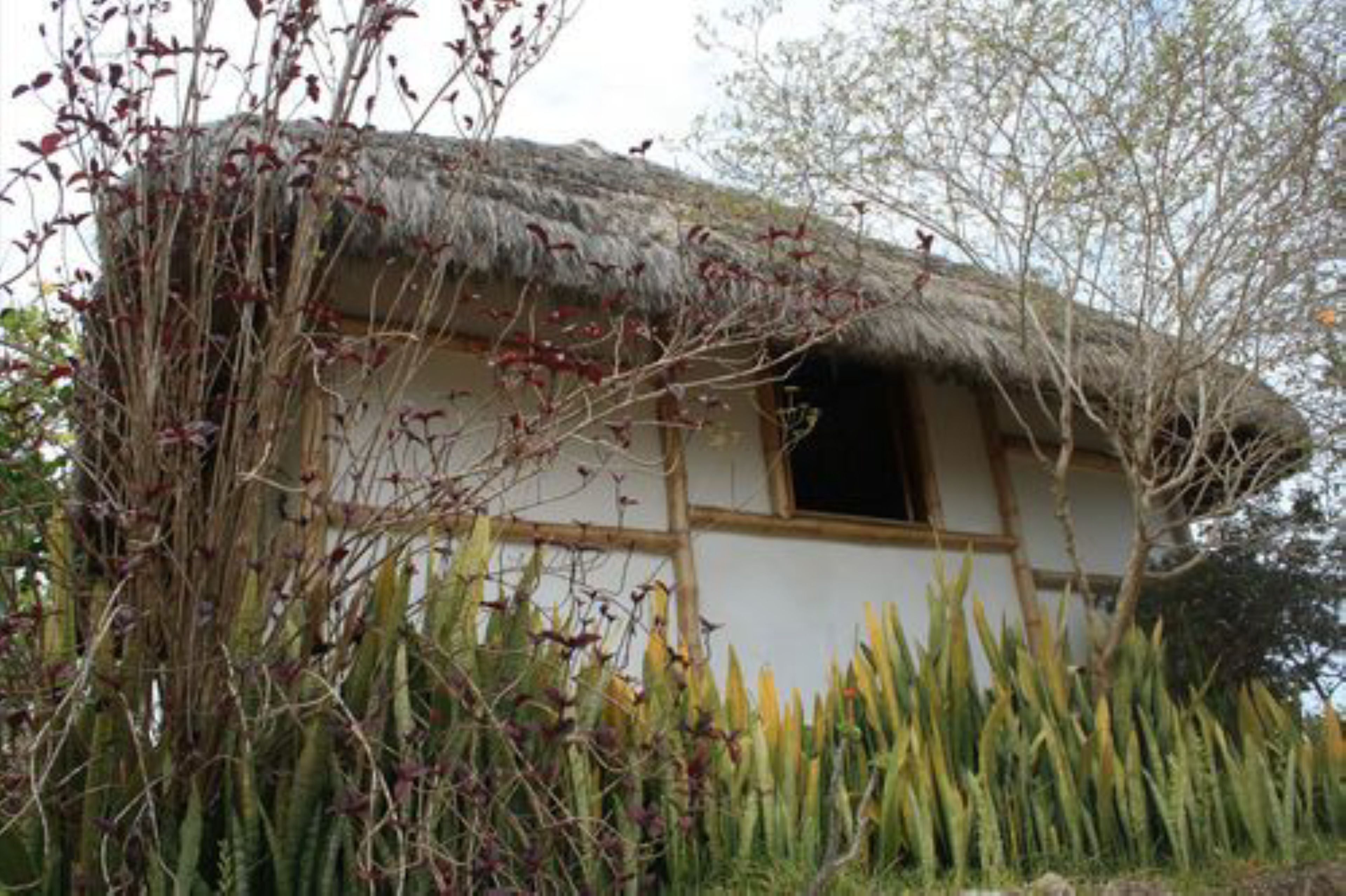Een traditioneel huis met rieten dak, omringd door hoge, groene planten.