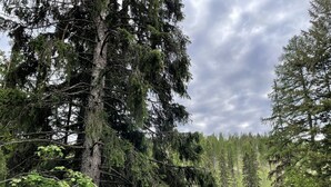 A forested area with a paved path, a black metal fence, and a view of tall evergreen trees.