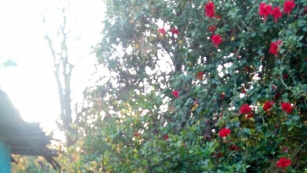 A garden with red flowers, a dirt path, and a blue building in the background. - Dandak Tribes Homestay and Tourism group! Bastar Homestay! (dantewada)