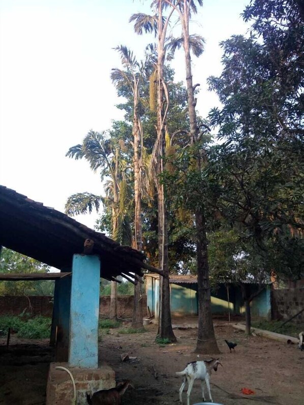 Un espacio al aire libre rústico con suelo de tierra, algunos árboles y una estructura azul.