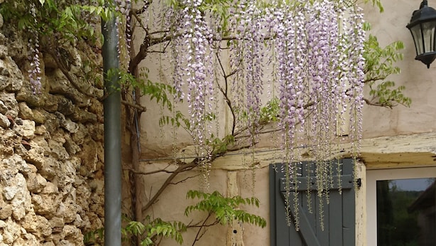 A stone wall, a wooden door, and a potted plant.