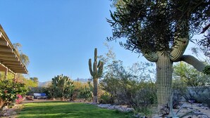 Un jardí amb un cactus, una cadira i un edifici.