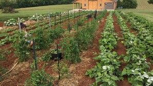A large house with a barn, surrounded by well-maintained vegetable gardens. - The Mockingbird Farm "Barn-do-minium" is situated on 27 rolling acres. (Seymour)