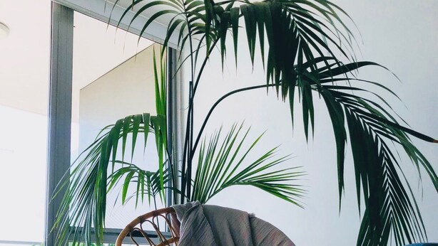 A wicker chair with a cushion, a woven ottoman, and large potted plants in a room with a large window and wooden flooring. - Staying Places - The Avenue (Turner)