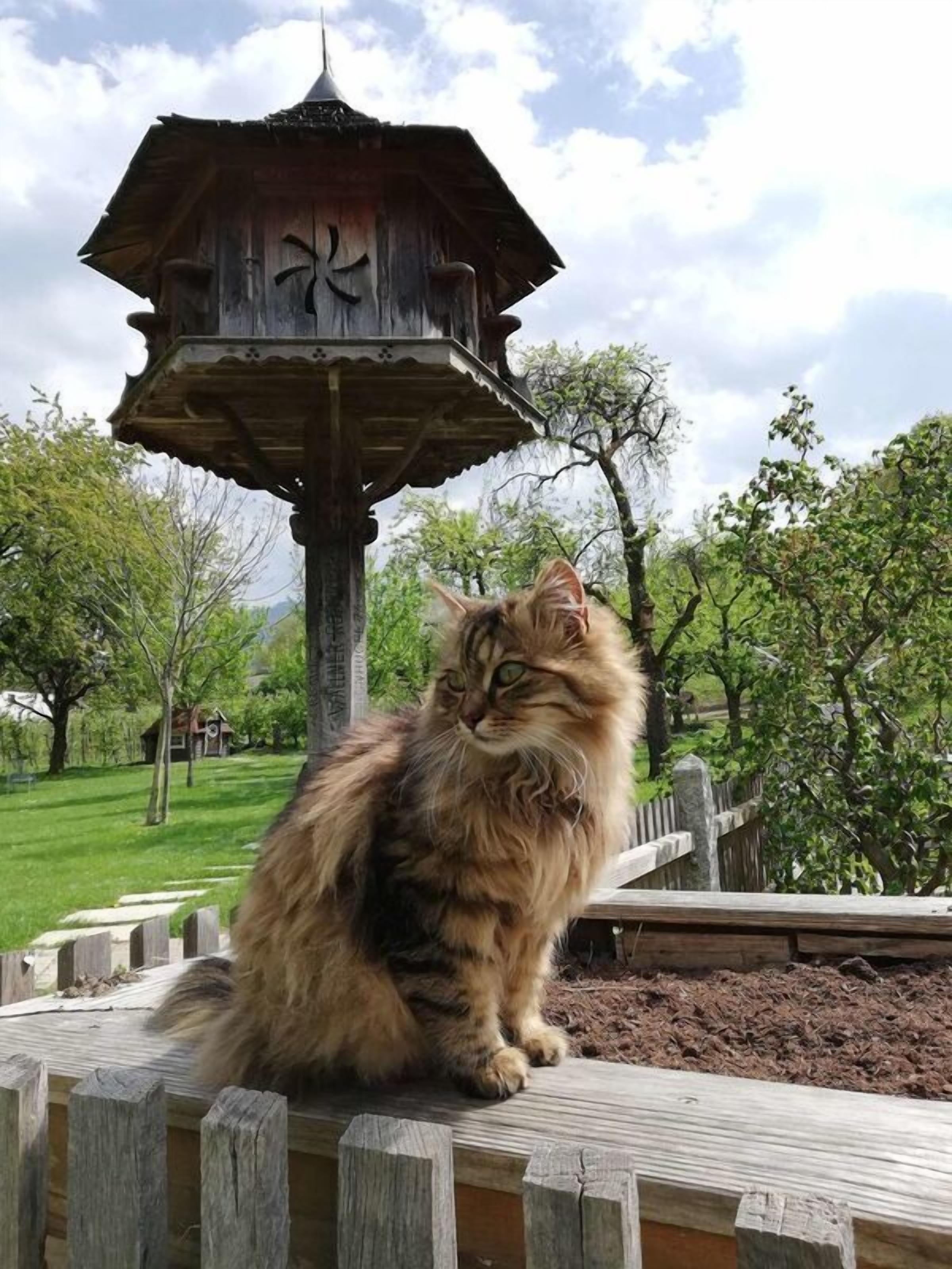 Um gato fofo sentado num banco de madeira em um parque, com um coreto ao fundo.