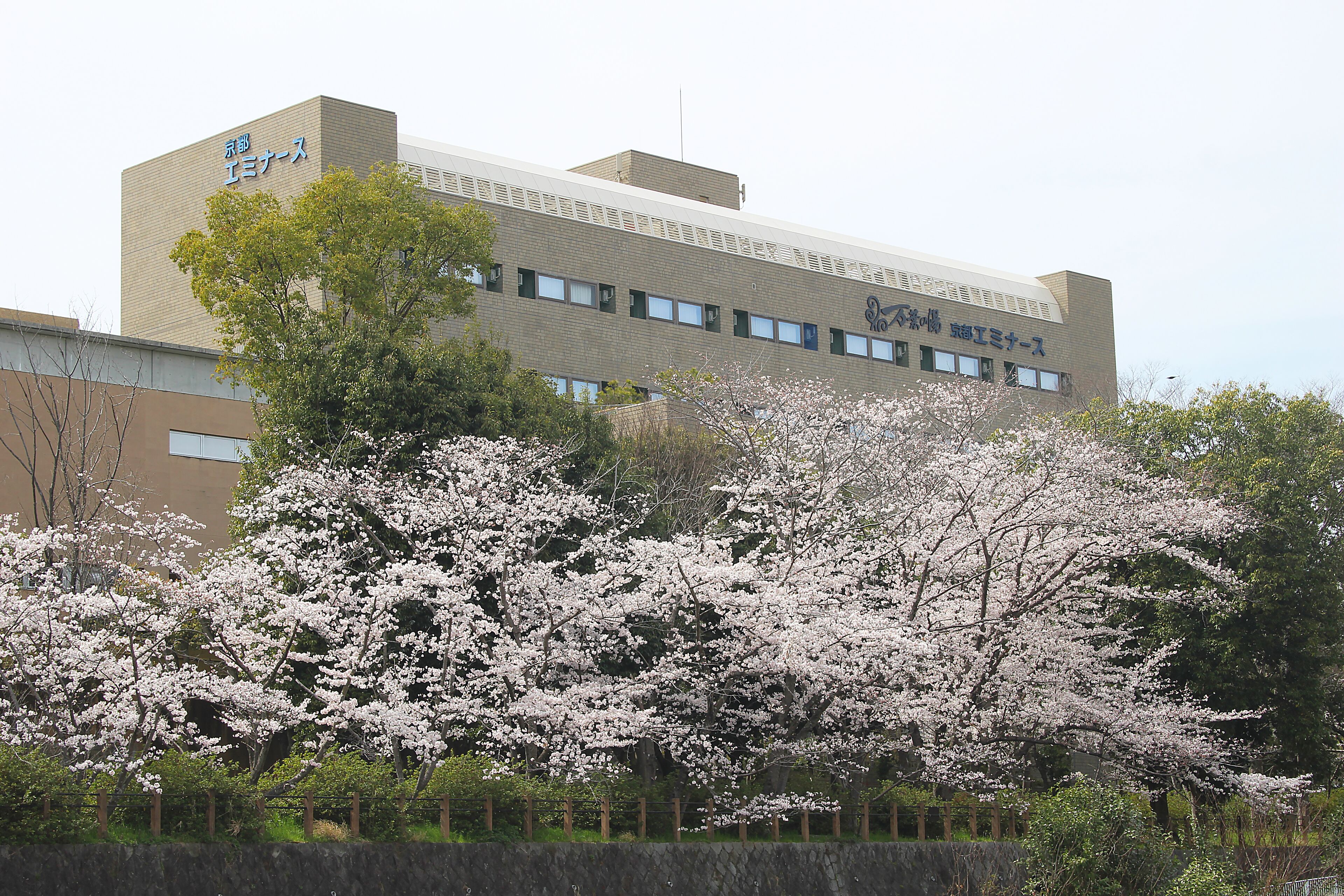 Un edifici amb un cartell que diu "Nihon University" i un arbre de cirerer al primer pla.