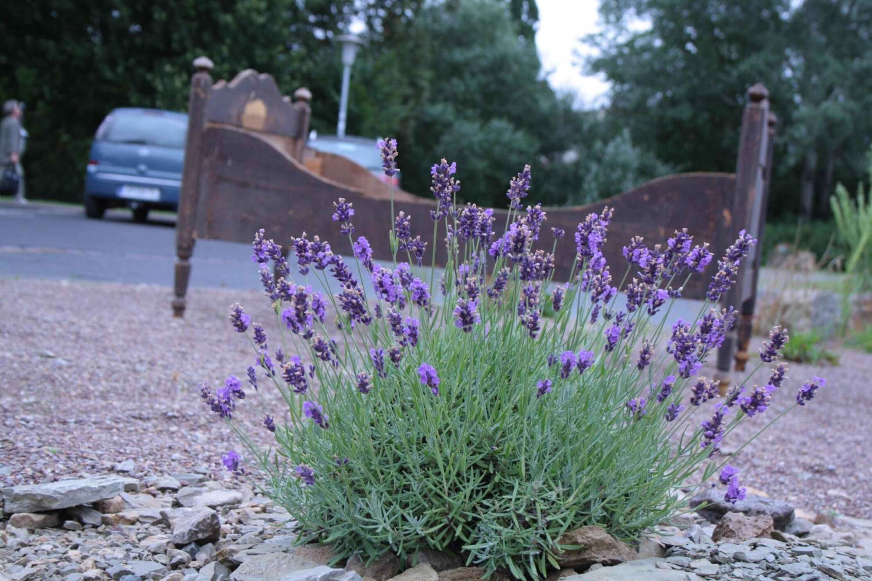 A garden with lavender plants and a wooden bench.