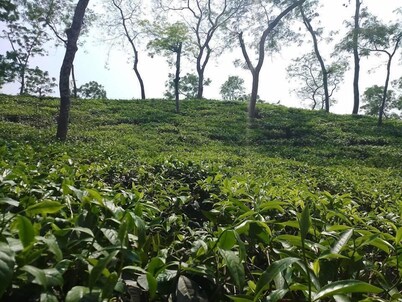 斯里曼加尔天堂旅馆