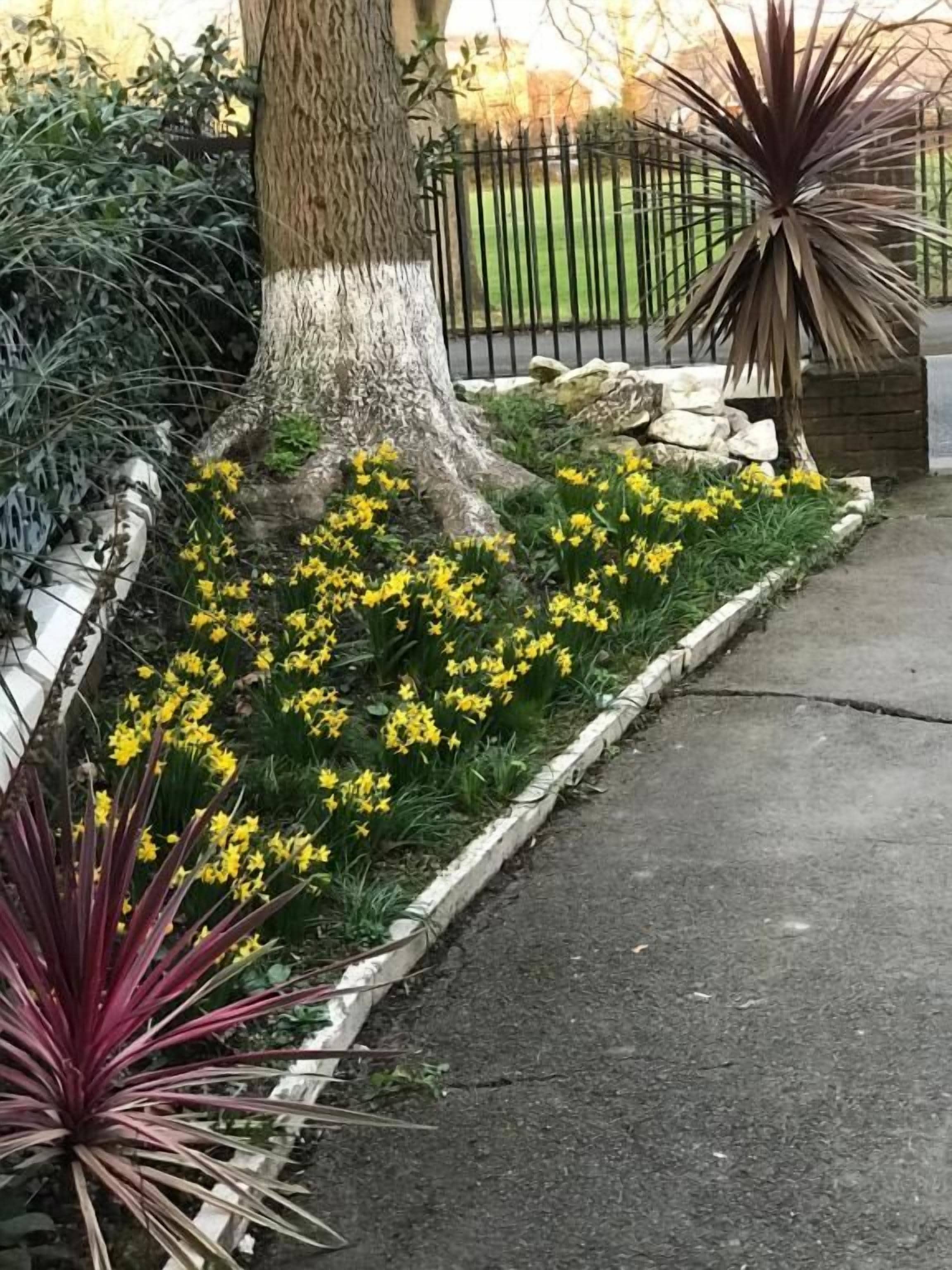 En anlagt have med gule blomster, et træ og et hegn af metal.