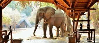 Mana Pools Safari Lodge