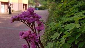 A pathway with pink flowers and green foliage. - Hotel zur Engelsburg (Hausen)