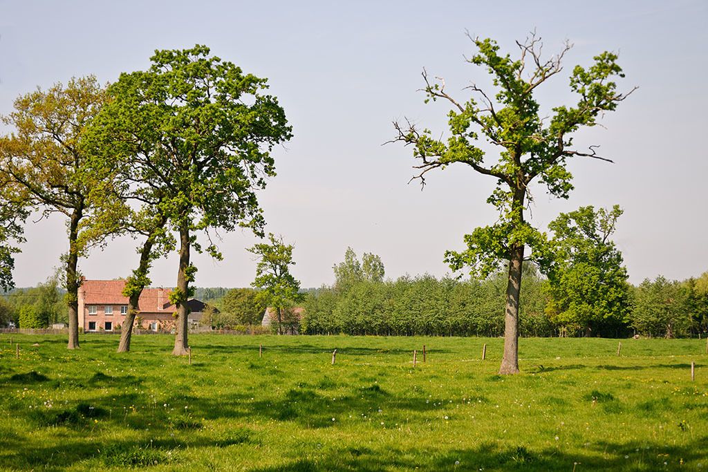 A rural landscape with a house in the background and a grassy field with trees.
