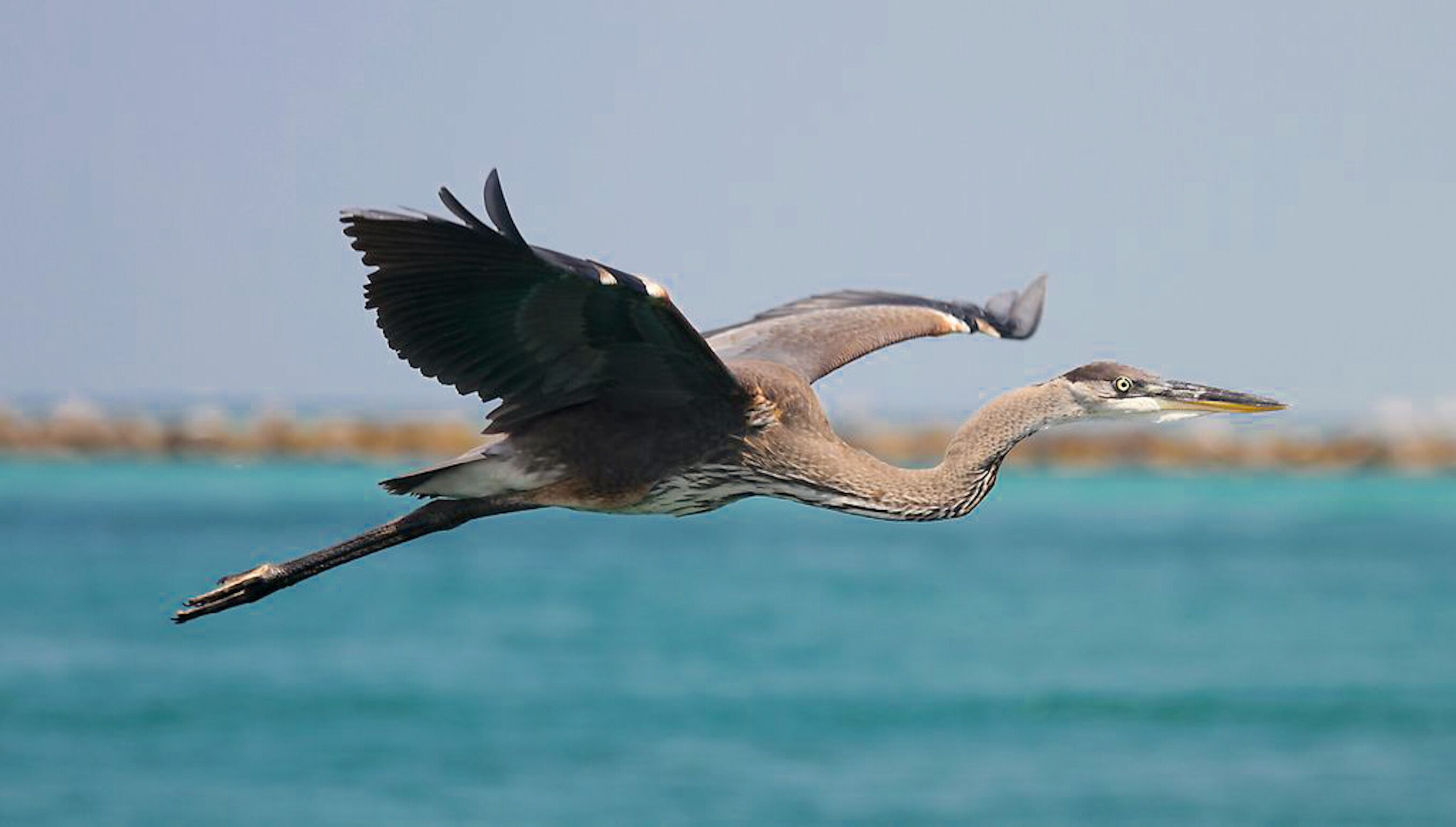 Un oiseau en vol au-dessus d’une étendue d’eau.
