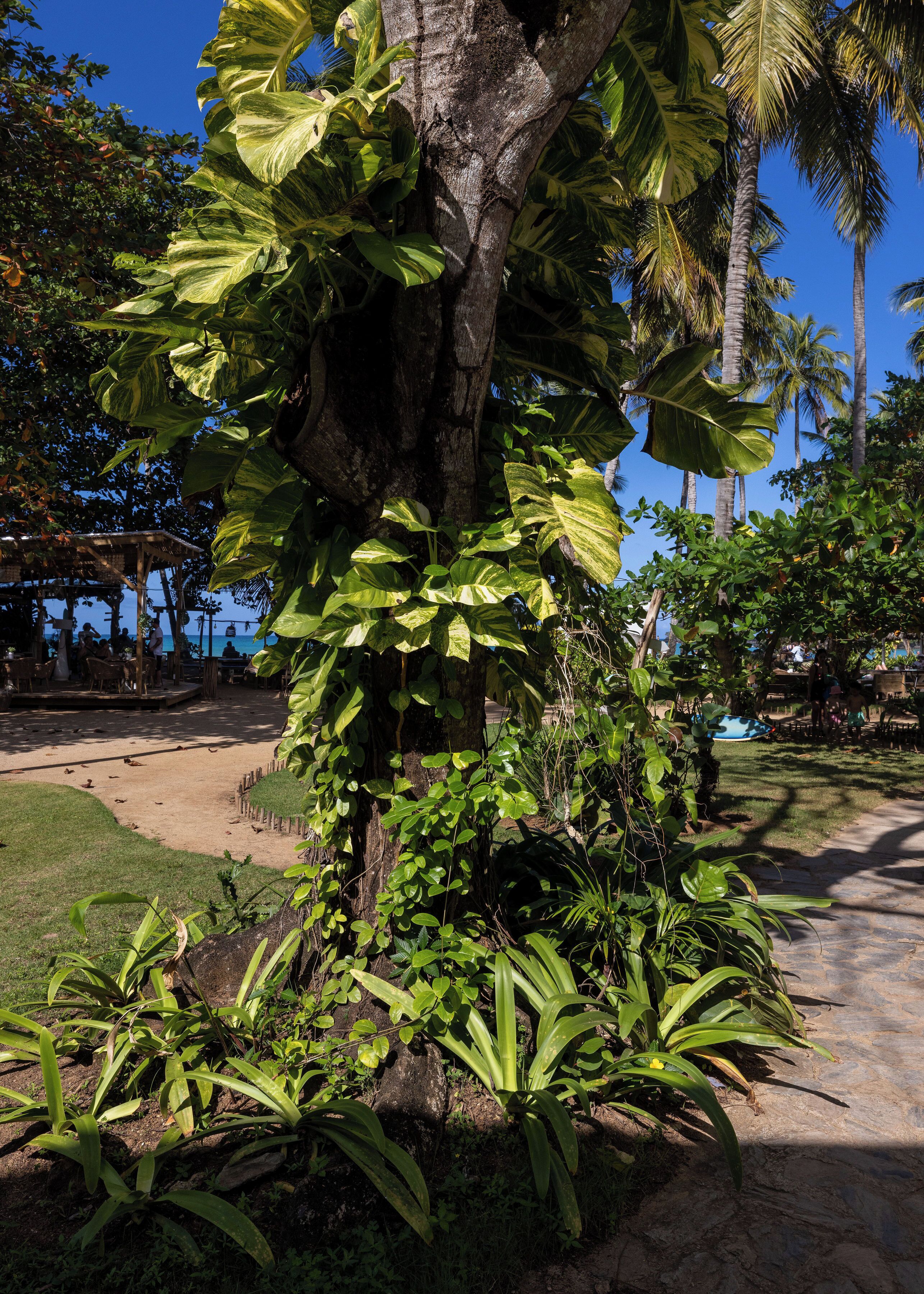 Un giardino tropicale con un albero grande, un vialetto e un’area salotto con tavoli e sedie.