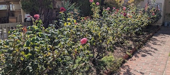 Los Gatos Garden Inn Hotel