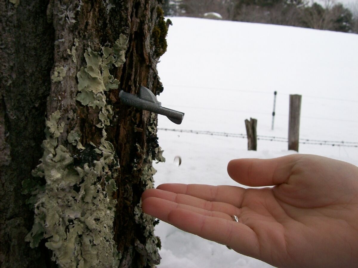 A hand reaching out to a tree with a metal object attached to it.