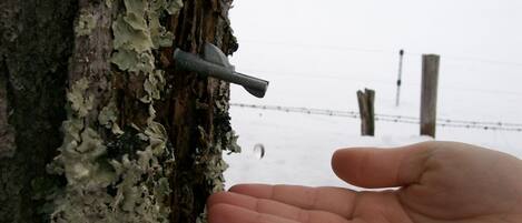 A hand reaching out to a tree with a metal object attached to it.