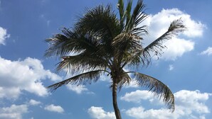 A beach with a palm tree, blue umbrellas, and lounge chairs. - Fantastic Vacation House on Private Lake in Fort Lauderdale (Fort Lauderdale)