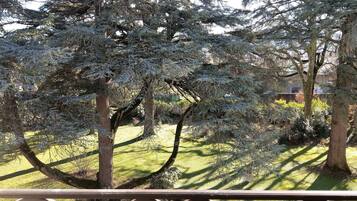 Vista de un jardín con árboles nevados y un césped.