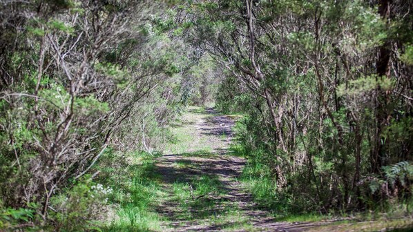 A forested path with dense vegetation on both sides.