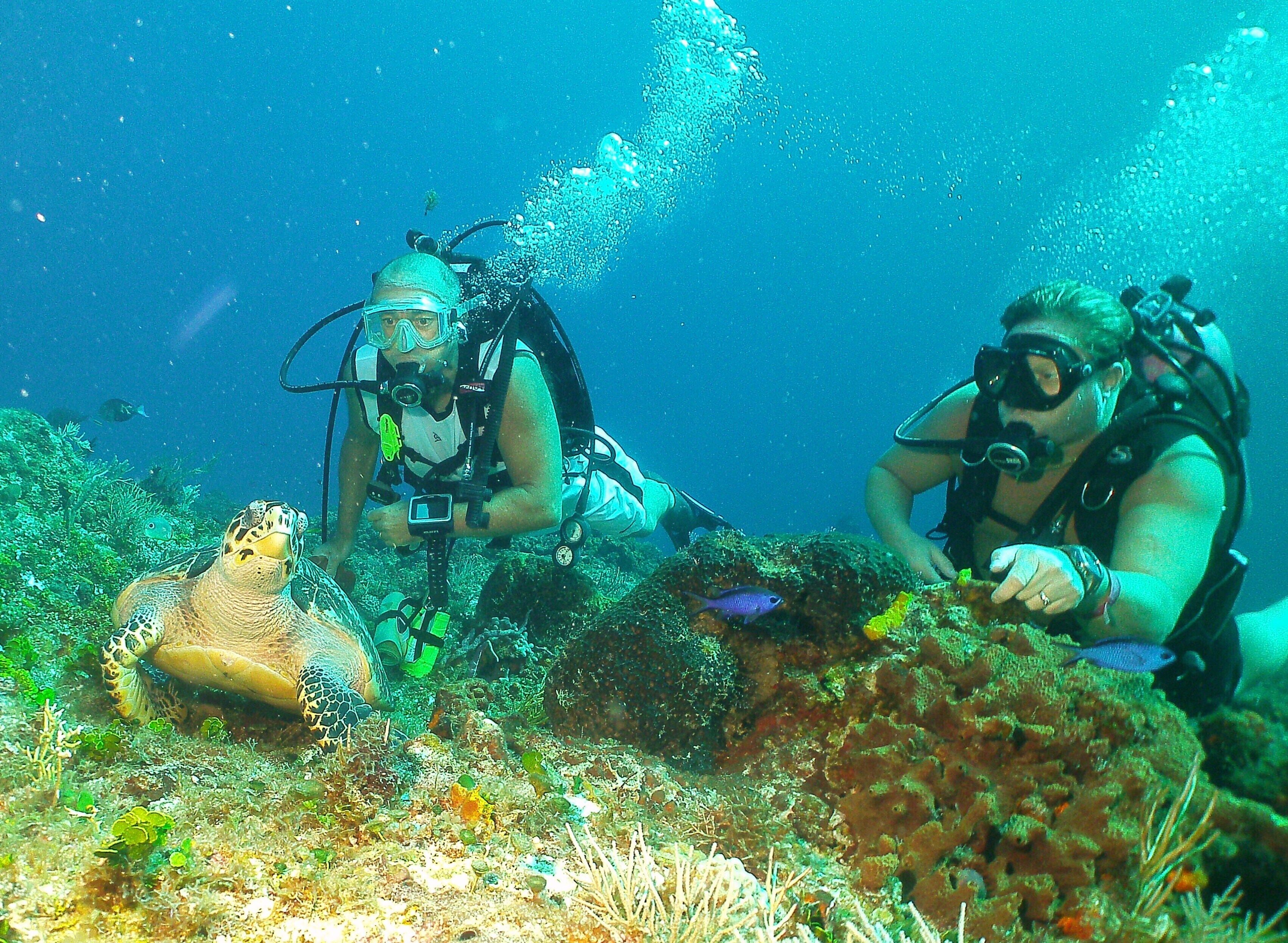 Dos buzos explorando un arrecife submarino con una tortuga marina y varios peces.