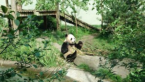 A panda holding bamboo sticks in a zoo enclosure with a wooden bridge and lush greenery. - Homely 2 bed apartment in the vibrant Morningside area of Edinburgh. (Edinburgh)