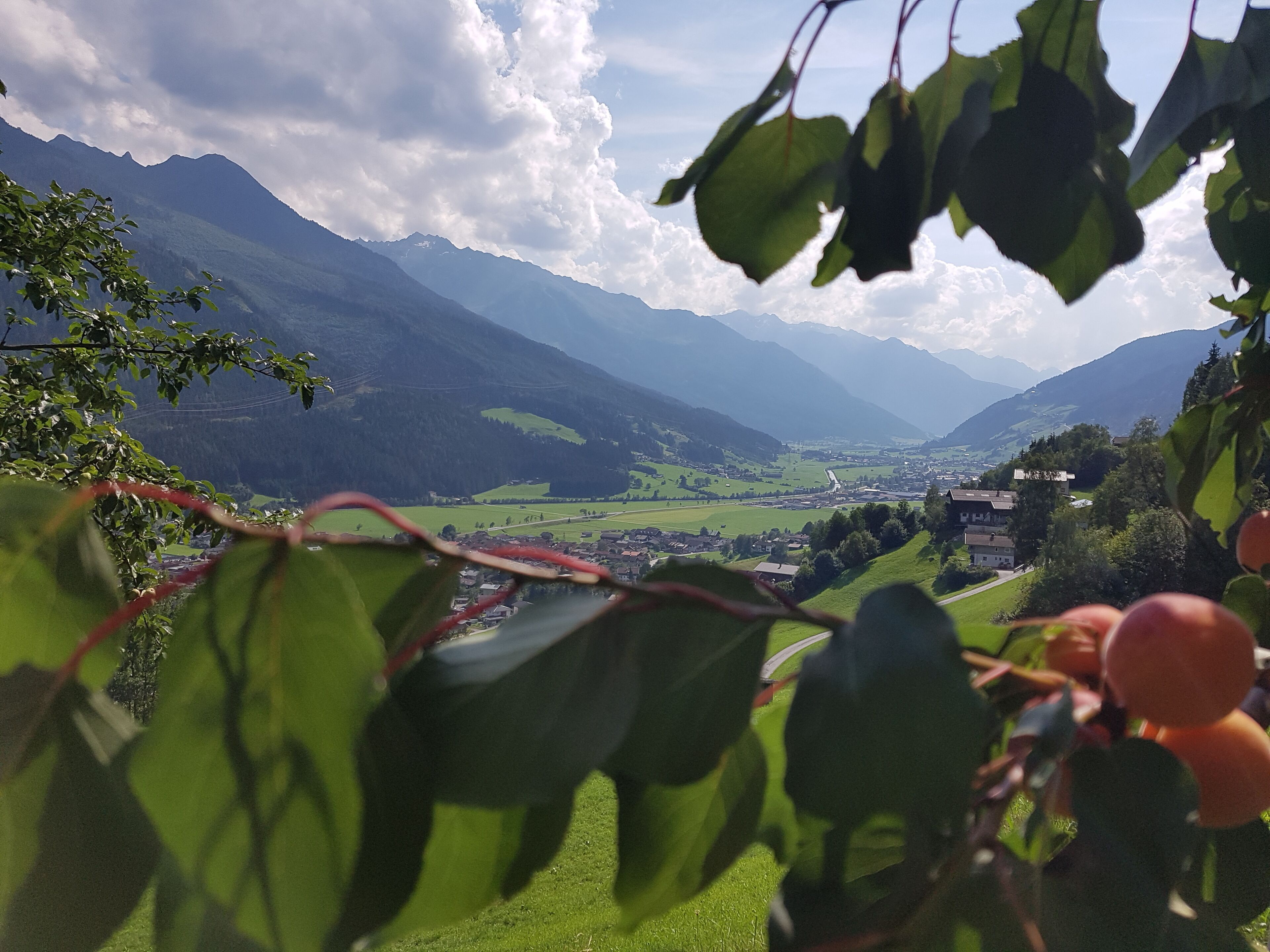 Viñedo con vistas a montañas distantes y un pueblo pequeño.