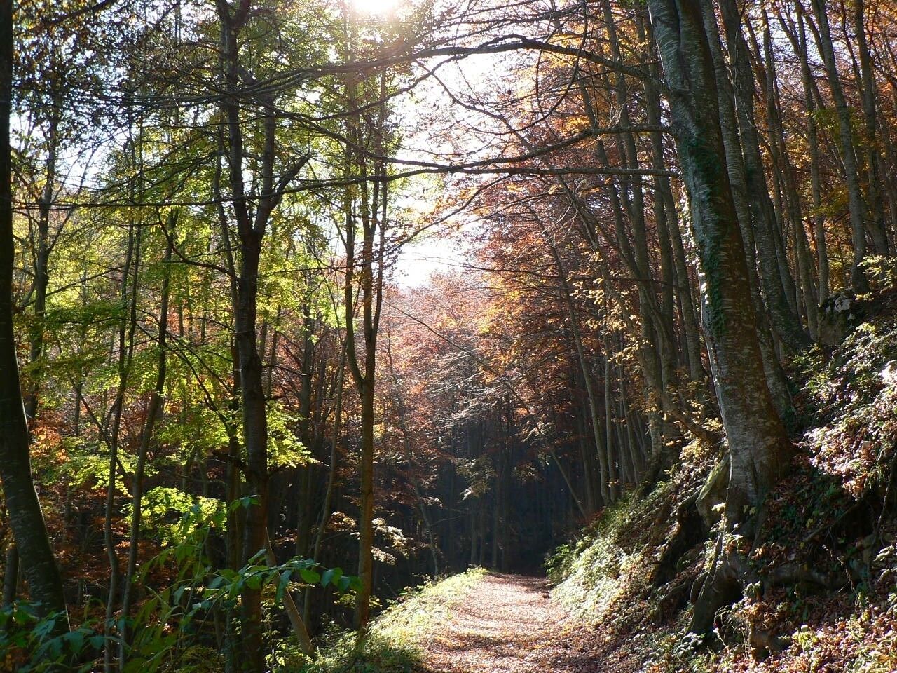 Ein Waldweg, umgeben von Bäumen, mit durch die Blätter fallendem Sonnenlicht.