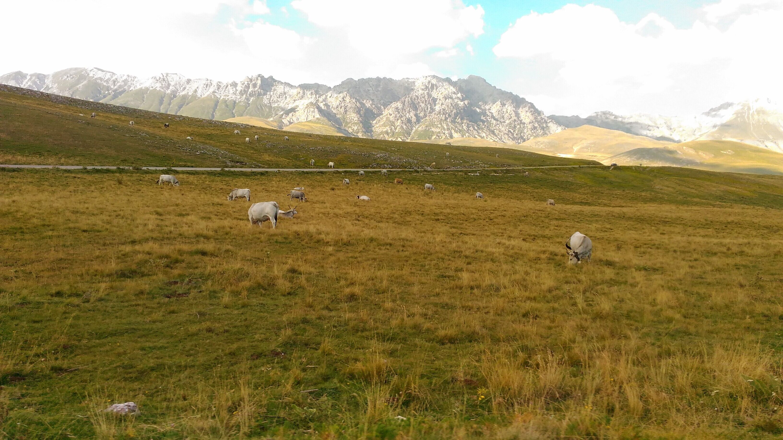 Un vaste champ ouvert où paissent des animaux, avec une chaîne de montagnes en arrière-plan.