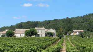 Ein Weinberg mit Reihen von Weinreben und traditionellen Steinhäusern mit Ziegeldächern.