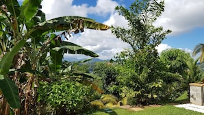 A lush garden with banana trees, a rock, and a variety of greenery.