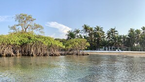En ejendom ved vandet med et naturligt mangroveområde, palmer og en strand.