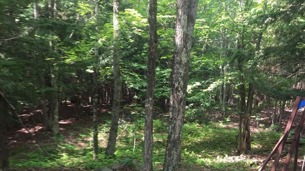 A forest clearing with a fire pit surrounded by tree stumps, a ladder, and a wooden bench. - Perfect Readaway Vacation Spot (Tupper Lake)