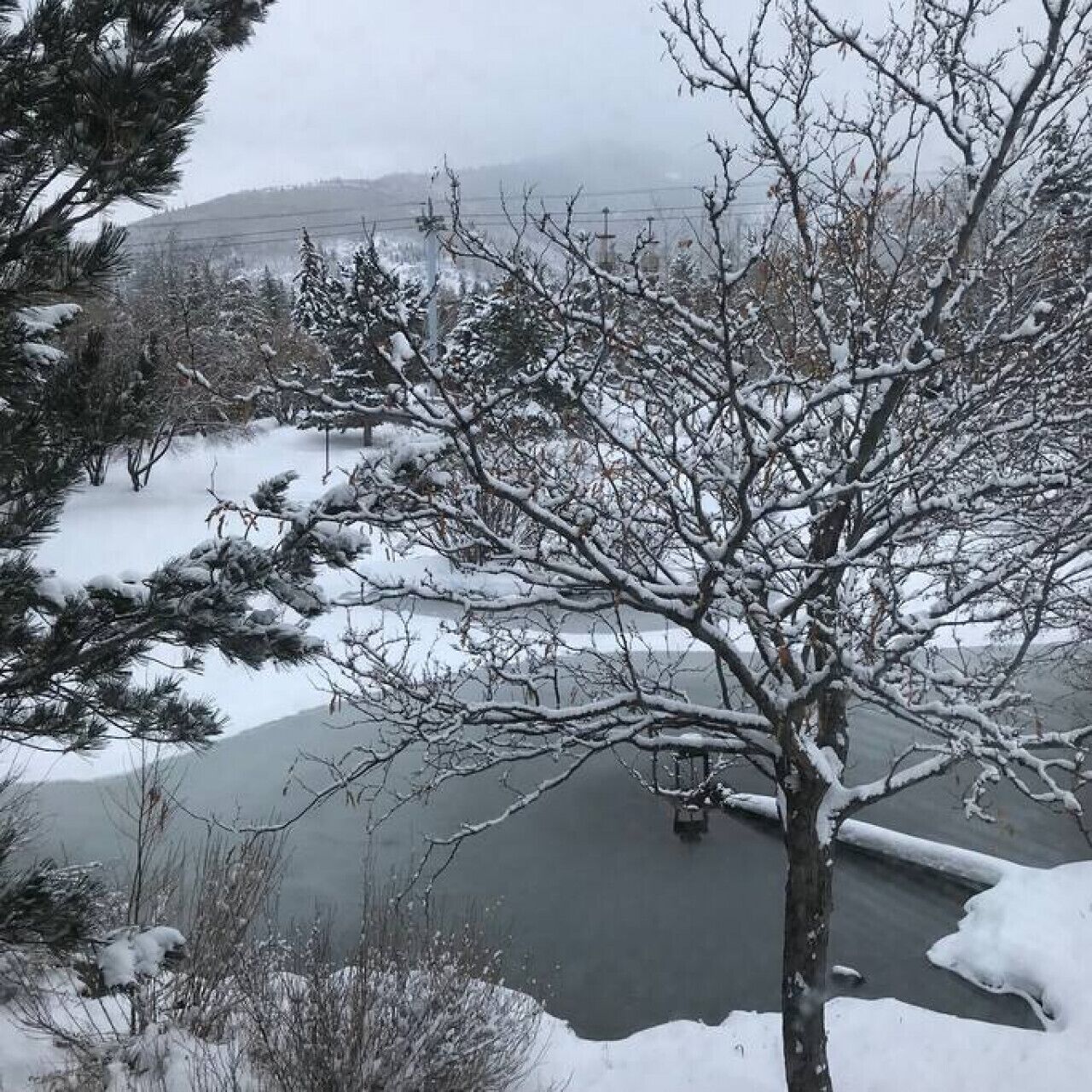 Paesaggio innevato con una strada e un albero in primo piano.