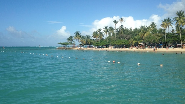A beach with palm trees, a sandy shore, and a calm sea.