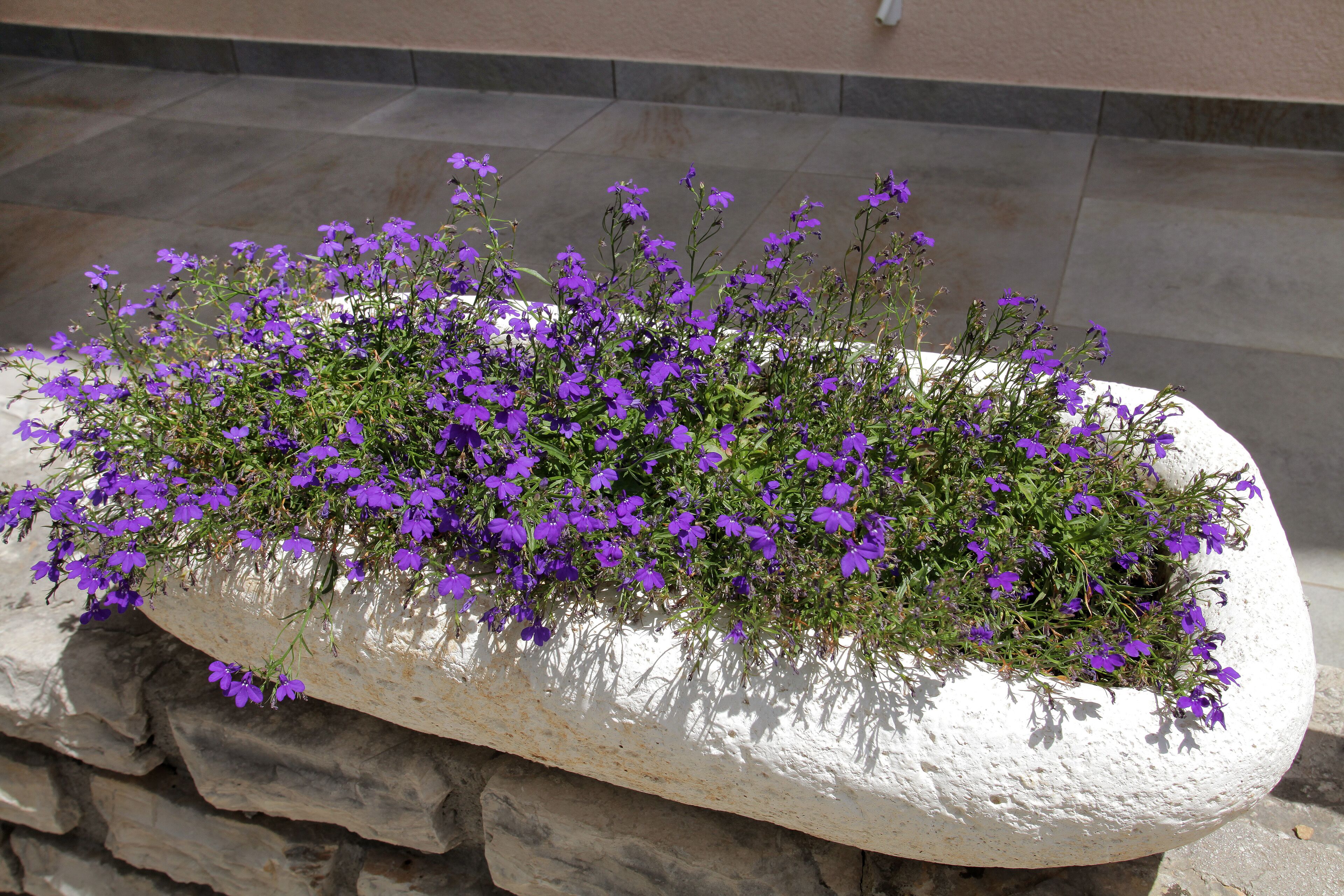 Een witte steenplanter met paarse bloemen.