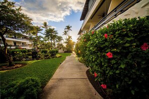 Property grounds - Oceanfront Condo Complex on Alii 1 bdrm,, Salt,Freshwater Pools Newly renovated (Kailua-Kona)