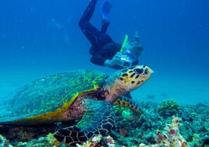 Ein Taucher schwimmt mit einer Meeresschildkröte in klarem, blauem Wasser.