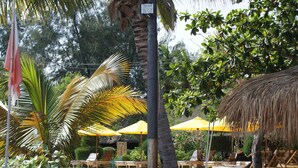 A pool area with lounge chairs and umbrellas. - Hotel Gili Air & Restaurant (Gili Air)
