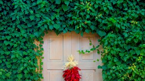 A wooden door partially covered by green ivy.