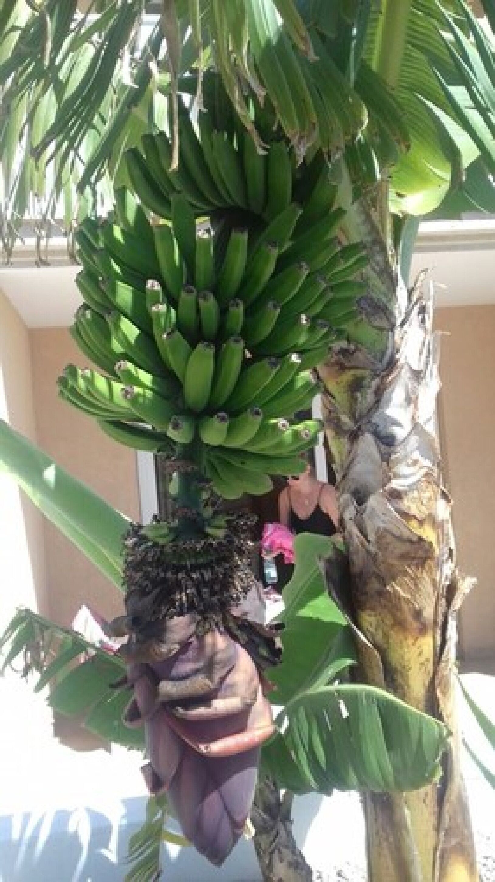 Photo - Apartamentos Parque Carolina