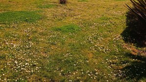 Une zone herbeuse avec un lac, des bâtiments dotés de balcons et des arbres en arrière-plan.