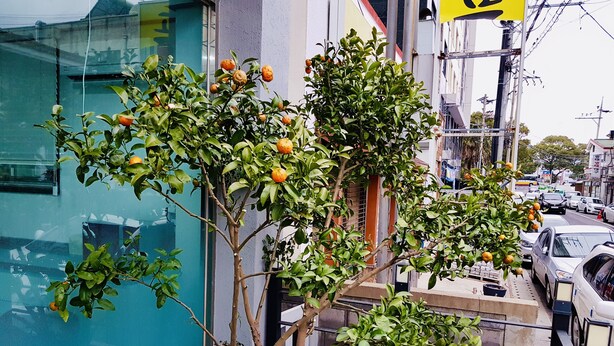Un balcón con un árbol cítrico en maceta, un edificio azul y vista a la calle con coches estacionados.